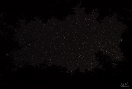 Starry Night in the Forest