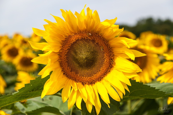 Helianthus 