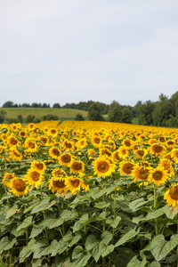 Fields of Sunflowers