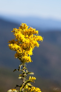 Mountain Flower