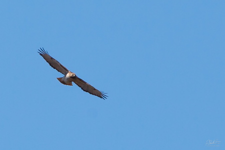 Red-Tailed Hawk
