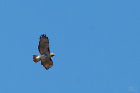 Red-Tailed Hawk