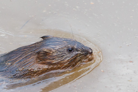 Otter