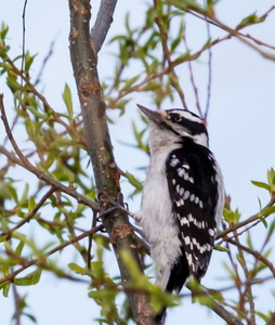 Downy Woodpecker