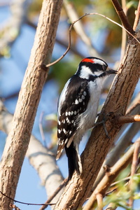 Downy Woodpecker