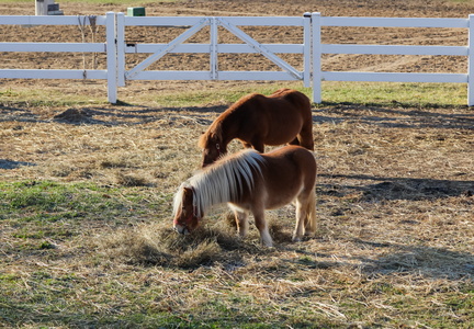 Equine