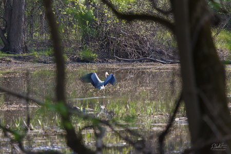Great Blue Heron