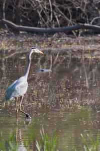 Great Blue Heron
