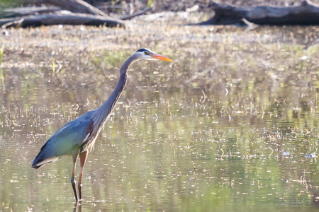 Great Blue Heron