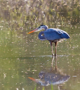 Great Blue Heron