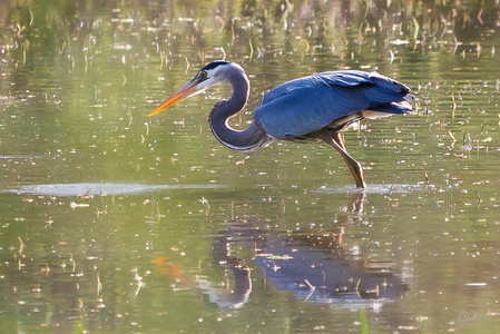 Great Blue Heron