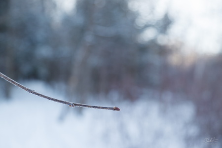 Frost