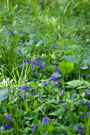 Wildflowers
