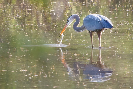Great Blue Heron