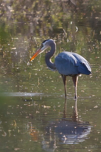 Great Blue Heron