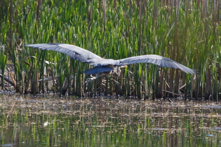 Great Blue Heron