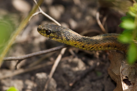 Snake in the Brush