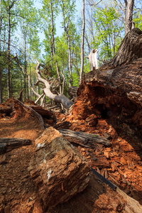 The Passing of the Hobbit Tree