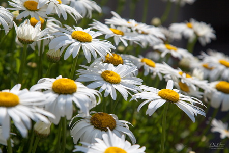 Daisies
