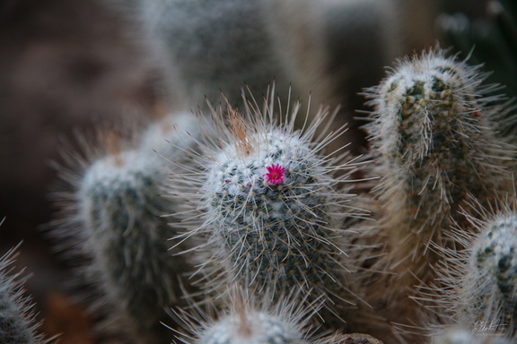 Perilous Beauty