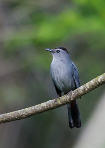 Gray Catbird