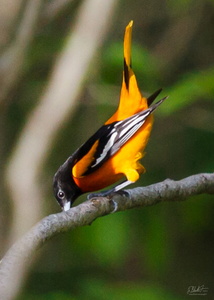 Baltimore Oriole