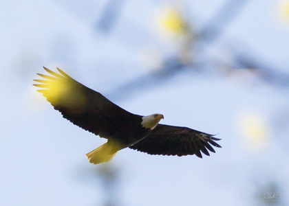 Bald Eagle