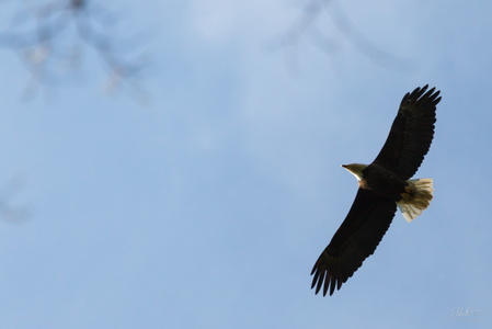 Bald Eagle