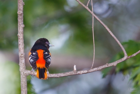 Baltimore Oriole