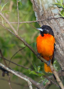 Baltimore Oriole