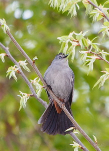 Gray Catbird