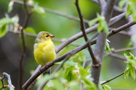 American Goldfinch