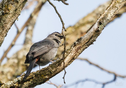 Gray Catbird