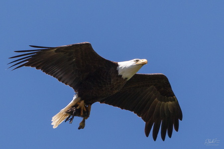 Haliaeetus Leucocephalus