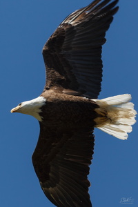 Gliding