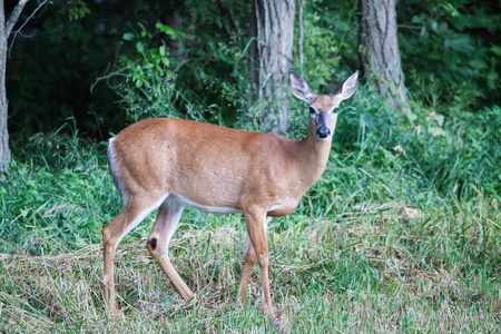Doe by the Roadside