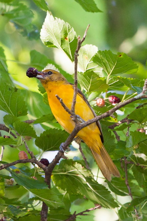 Warbler's Prize