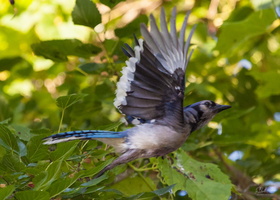 Blue Jay in Flight