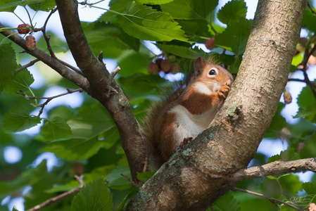 Red Squirrel