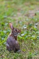 Rabbit in the Grass