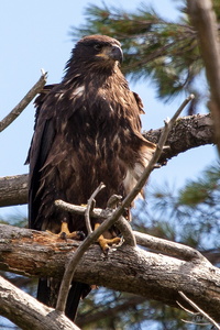 Golden Eagle