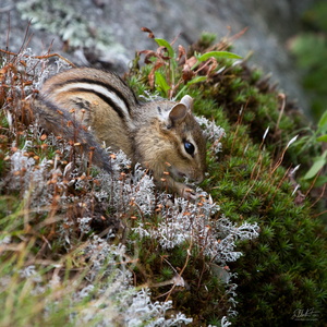 Chipmunk in the Moss