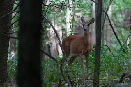 Doe, a Deer