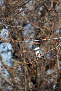 Belted Kingfisher