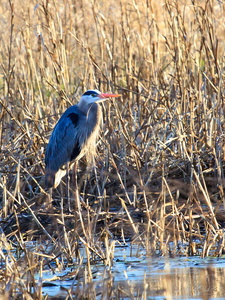 Heron in the Weeds