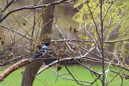 Kingfisher
