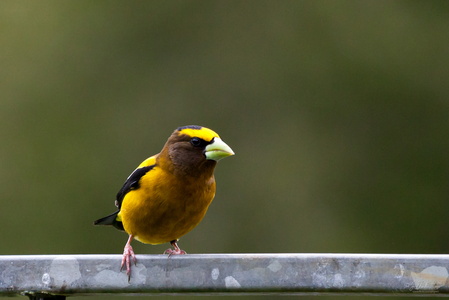 Evening Grosbeak