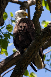 Bald Eagle