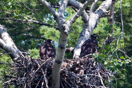 More Bald Eaglets