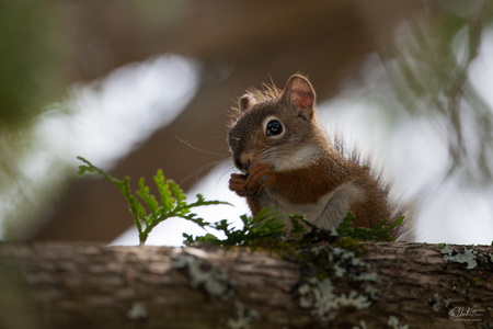 Red Squirrel